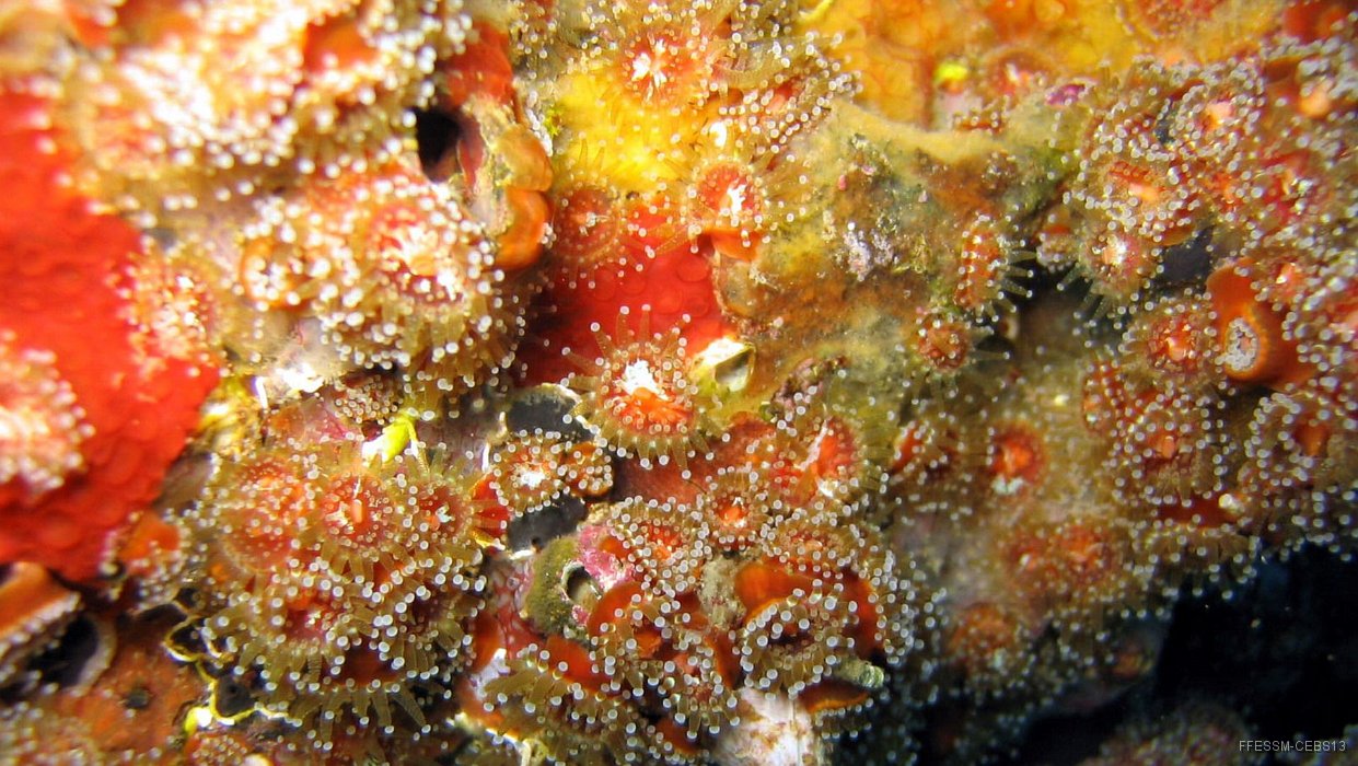 115 Anemone bijou (Corynactis viridis).jpg - Anémone bijou (Corynactis viridis)